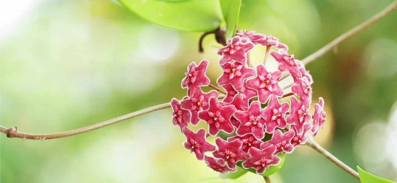 Australia's Premier Hoya Plant Boutique