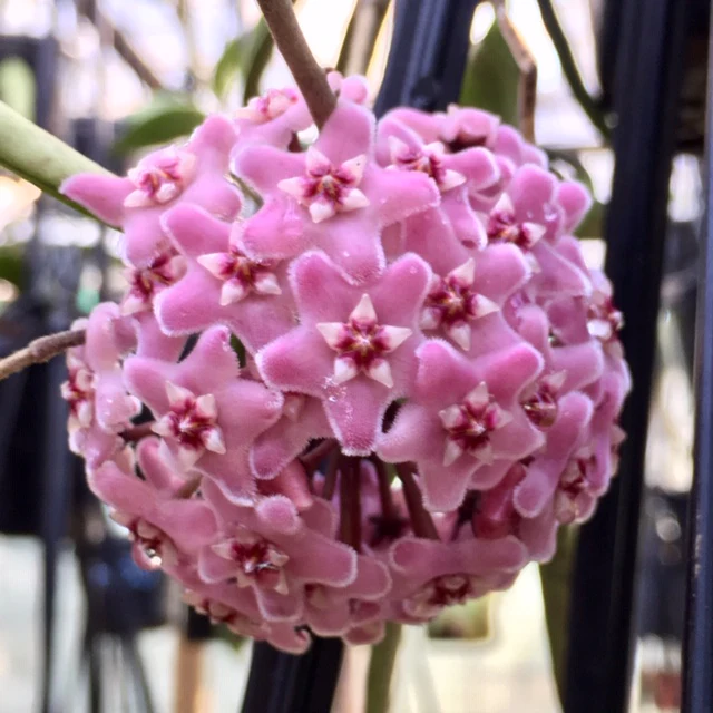Beginner's Hoya Pack #1 (updated Jan '26) - Image 10