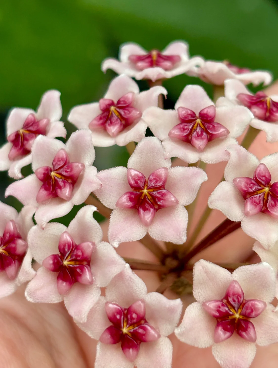 Beginner's Hoya Pack #1 (updated Jan '26) - Image 8