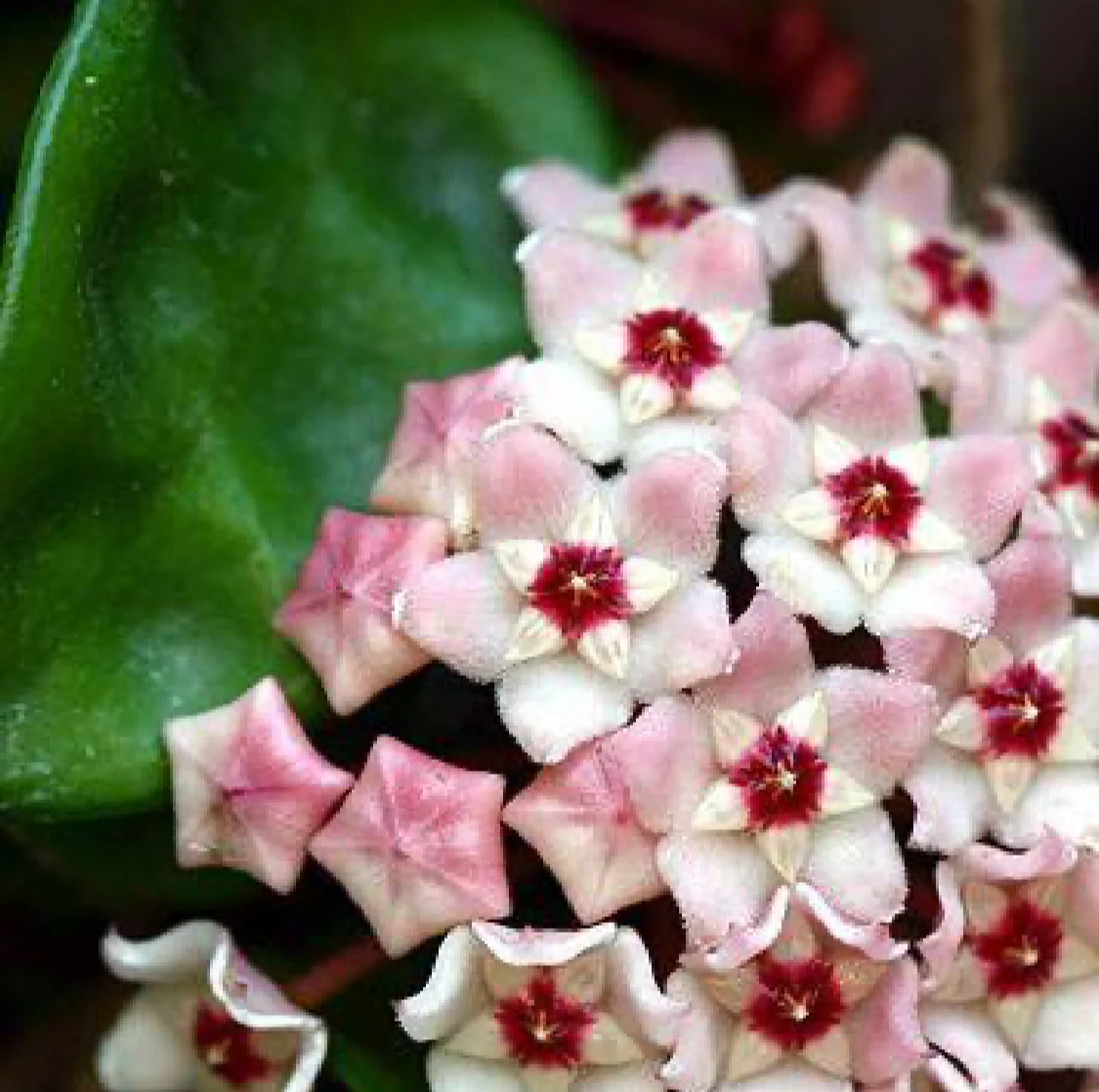 Beginner's Hoya Pack #2 (updated Jan '26) - Image 7