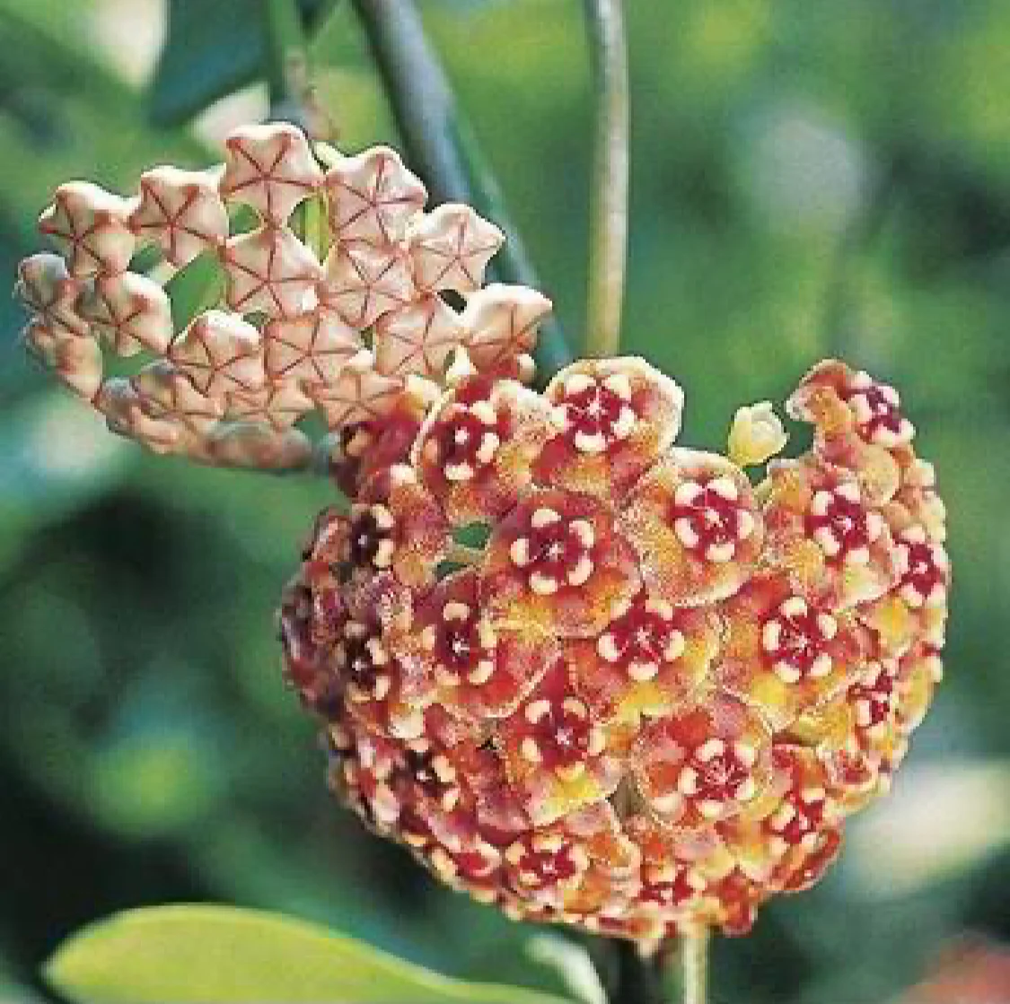 Beginner's Hoya Pack #3 (updated Jan '26) - Image 3