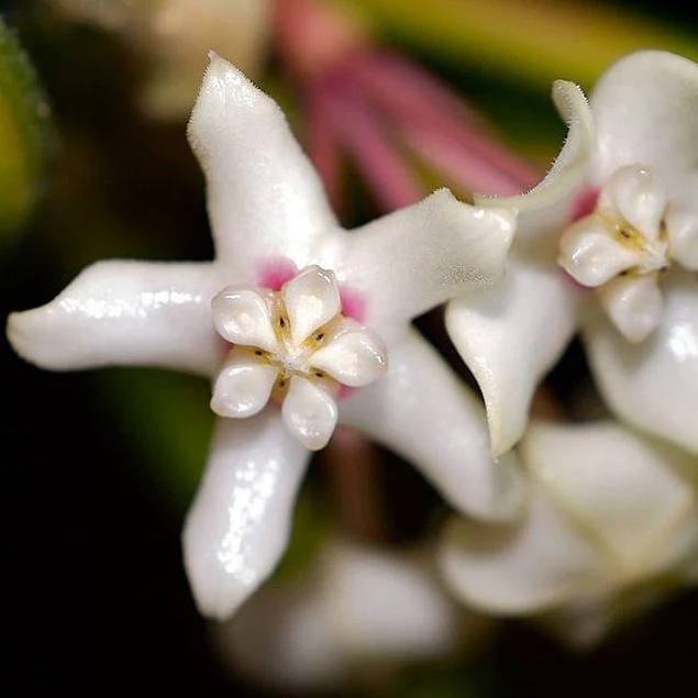 Hoya australis ssp. tenuipes 'Lisa' H288 - Image 3