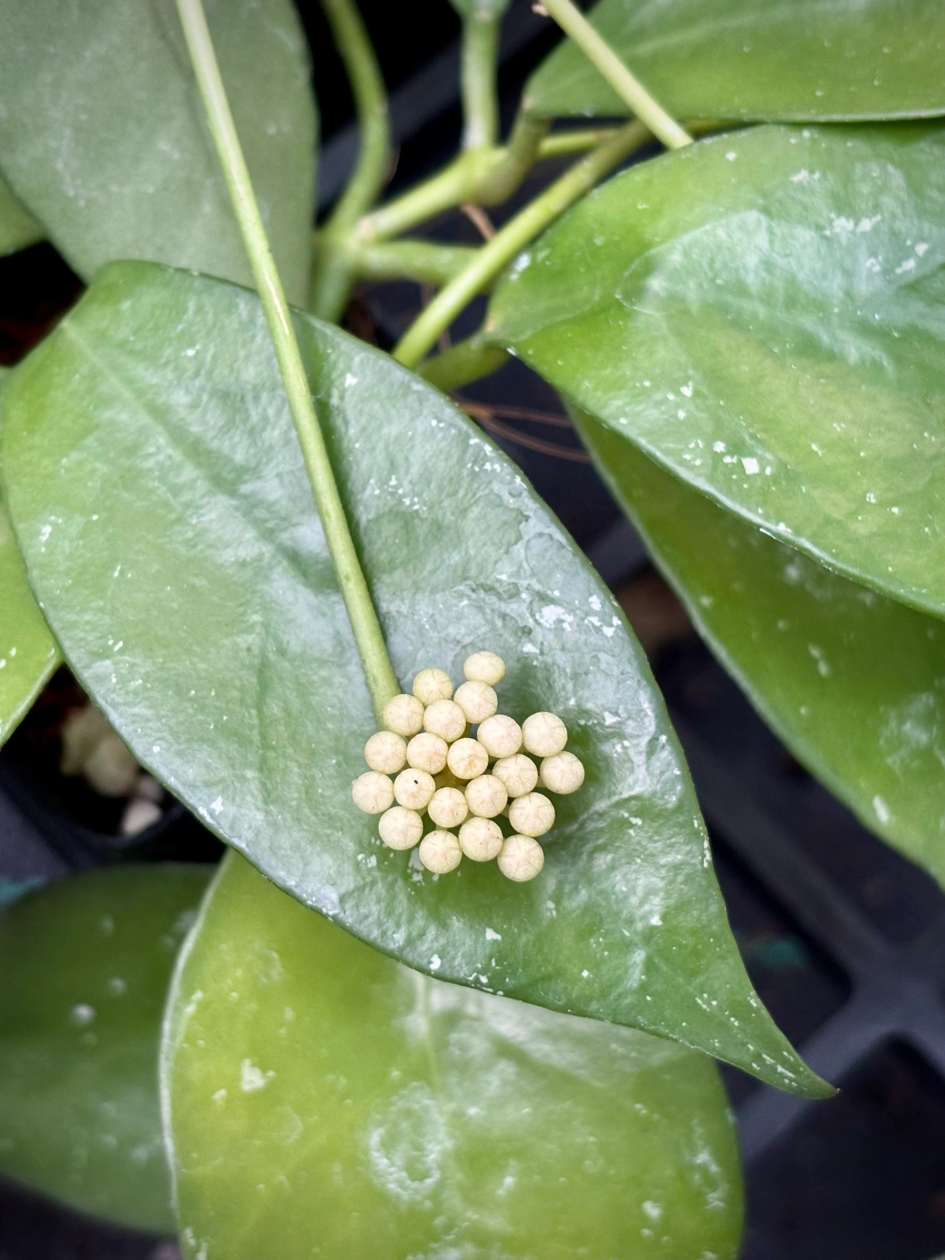Hoya nabawanensis Malaysia IML 0078 H333 - Image 4