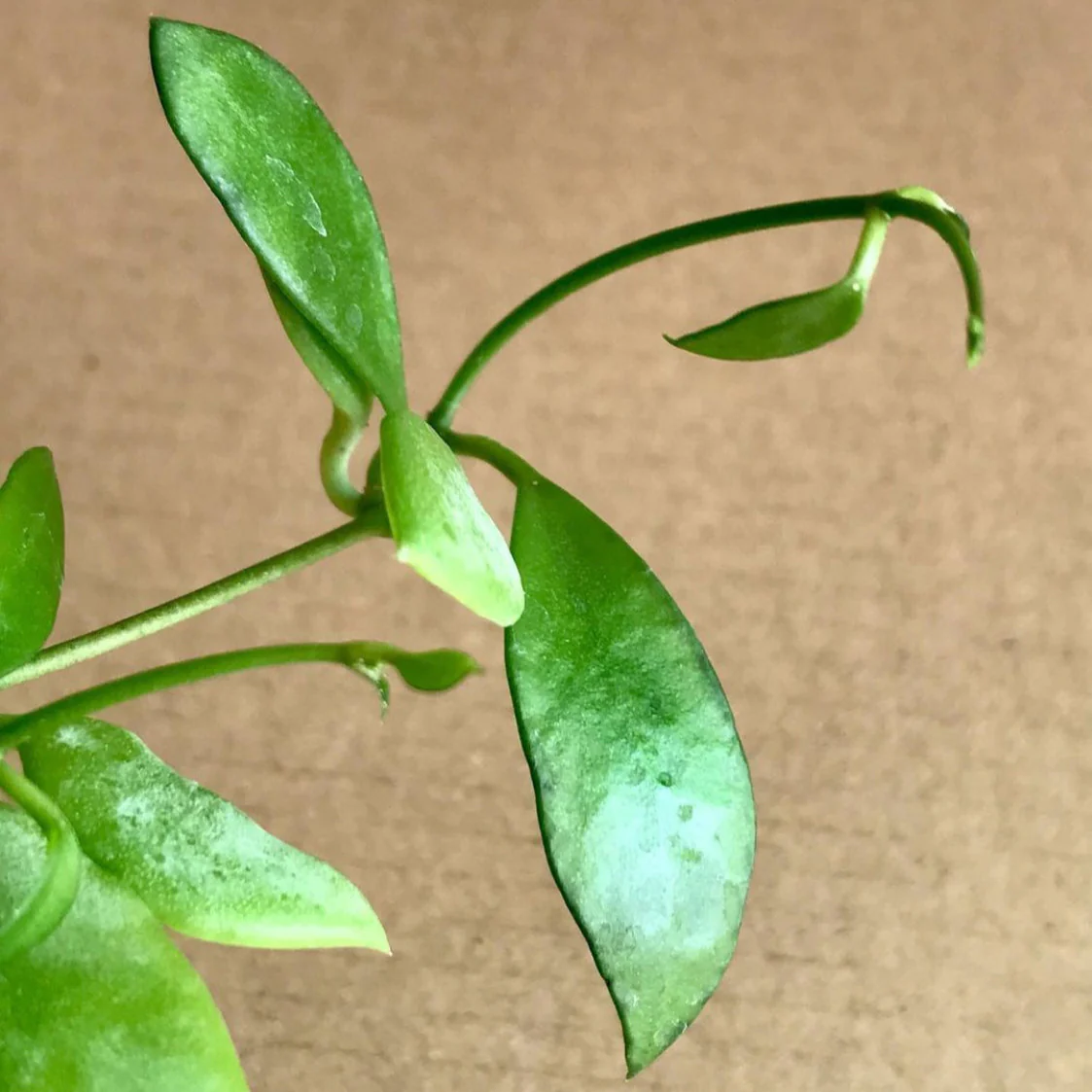 Dischidia acuminata D24 - Image 3