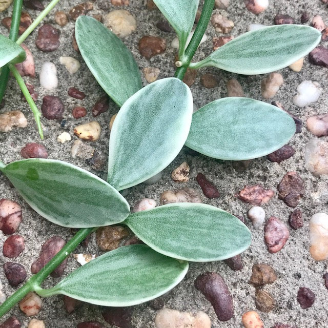 Dischidia oiantha variegata D34 - Image 7