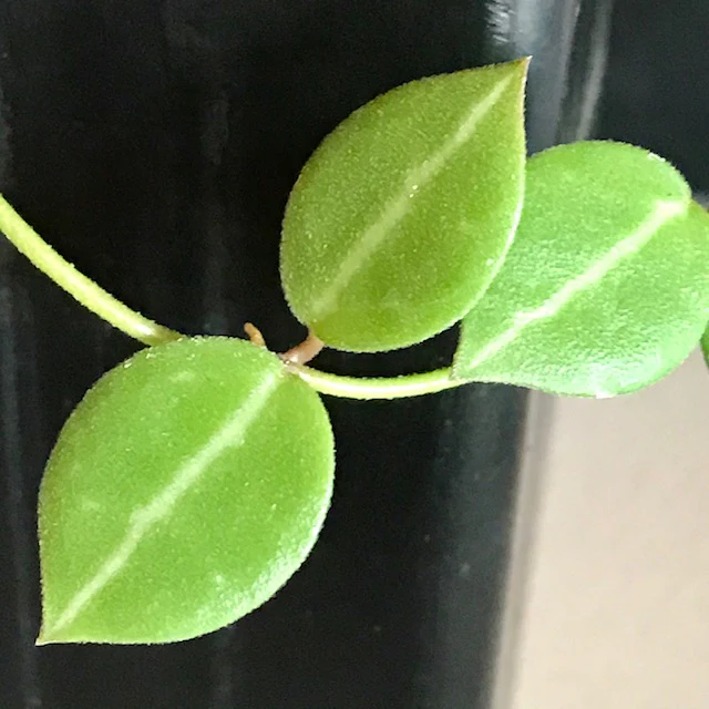 Dischidia ovata - tiny leaf IML 0549 D12 - Image 3