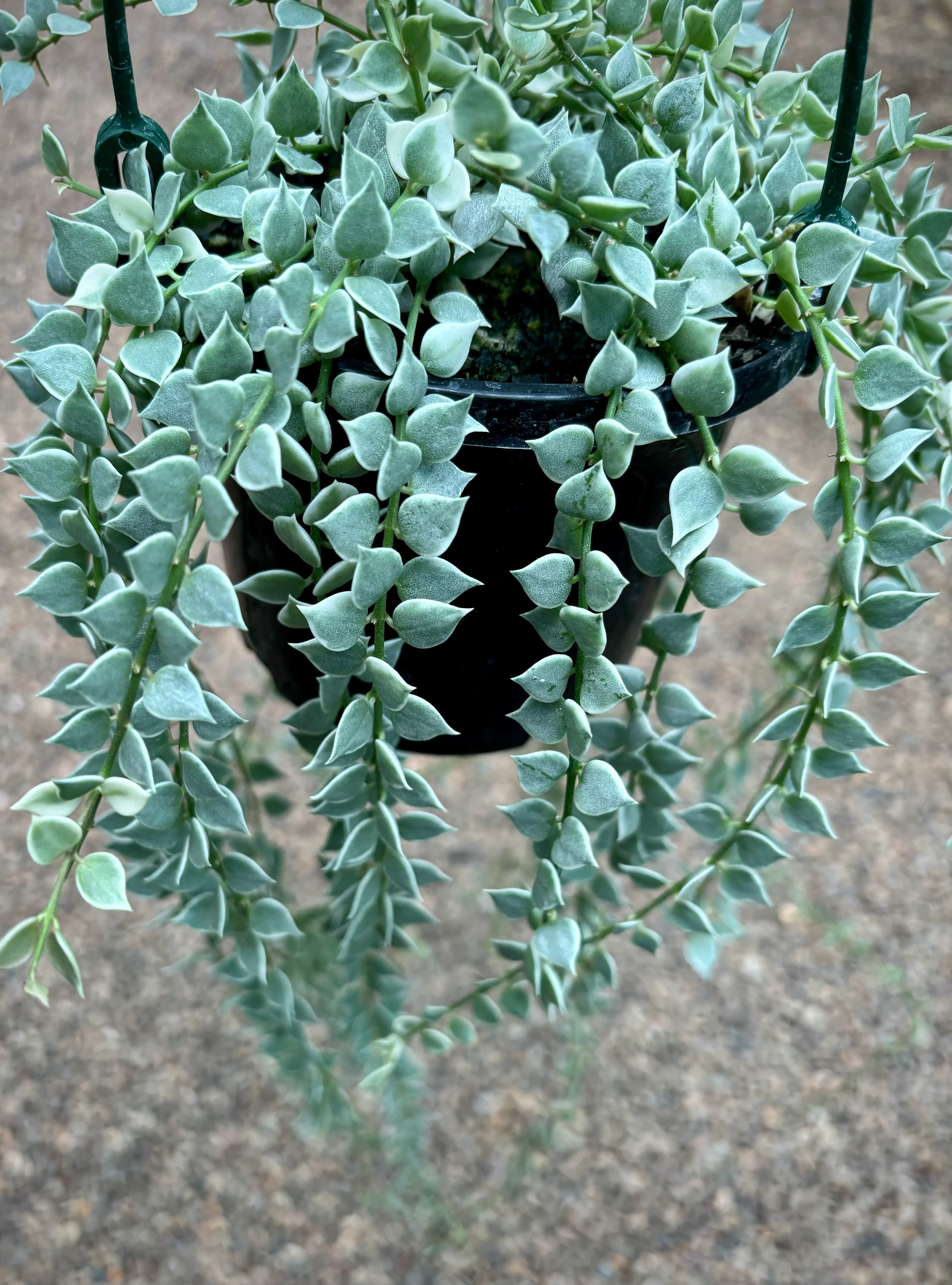 Dischidia ruscifolia (albomarginata) D36 - Image 3
