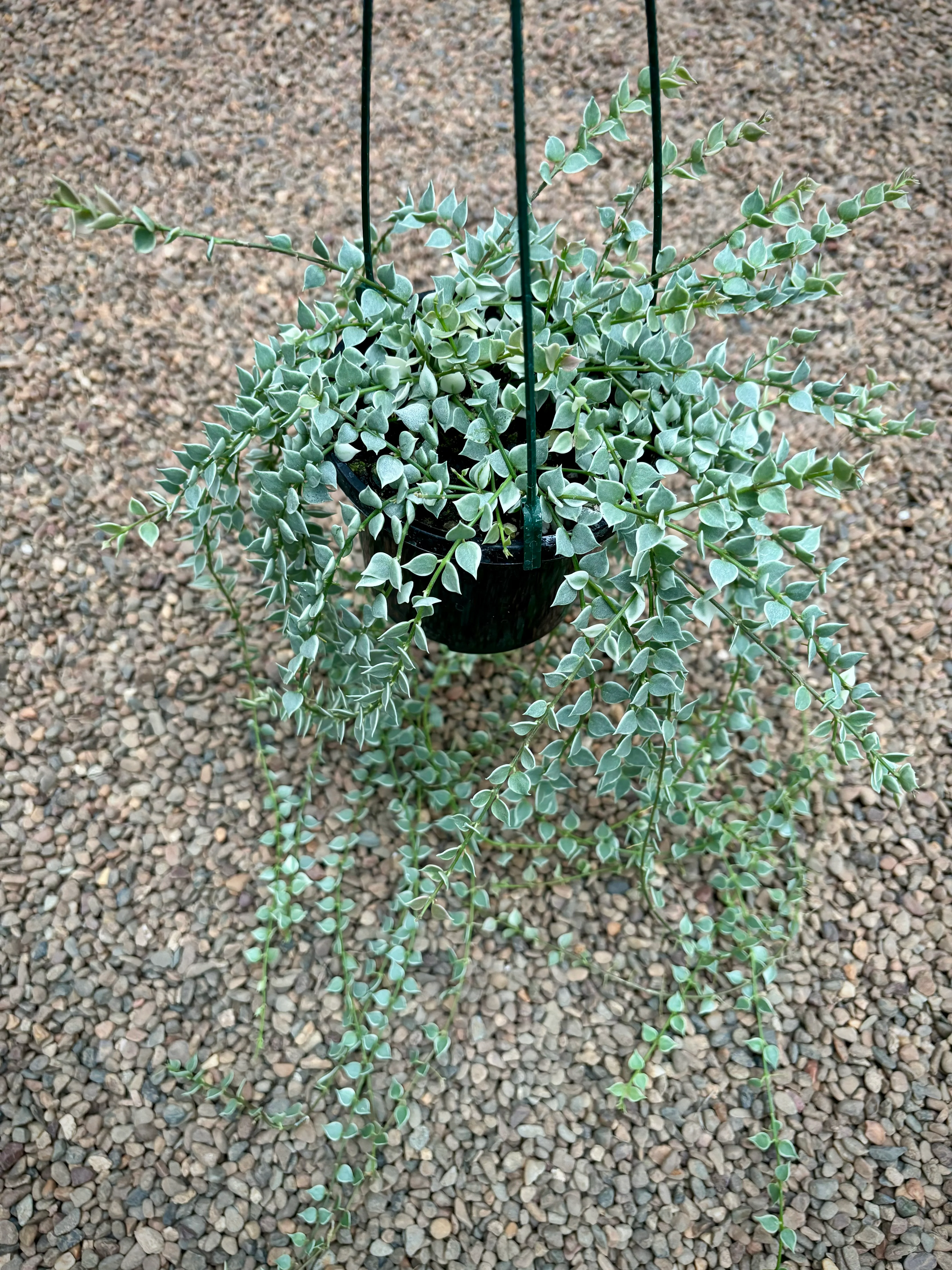 Dischidia ruscifolia (albomarginata) D36 - Image 6