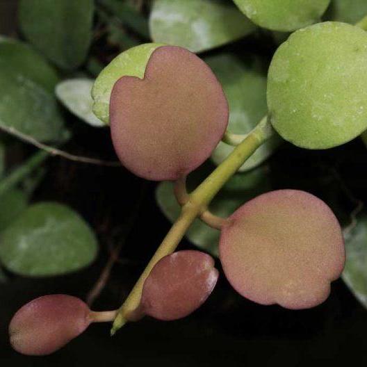 Dischidia sp. Geri D22 - Image 3