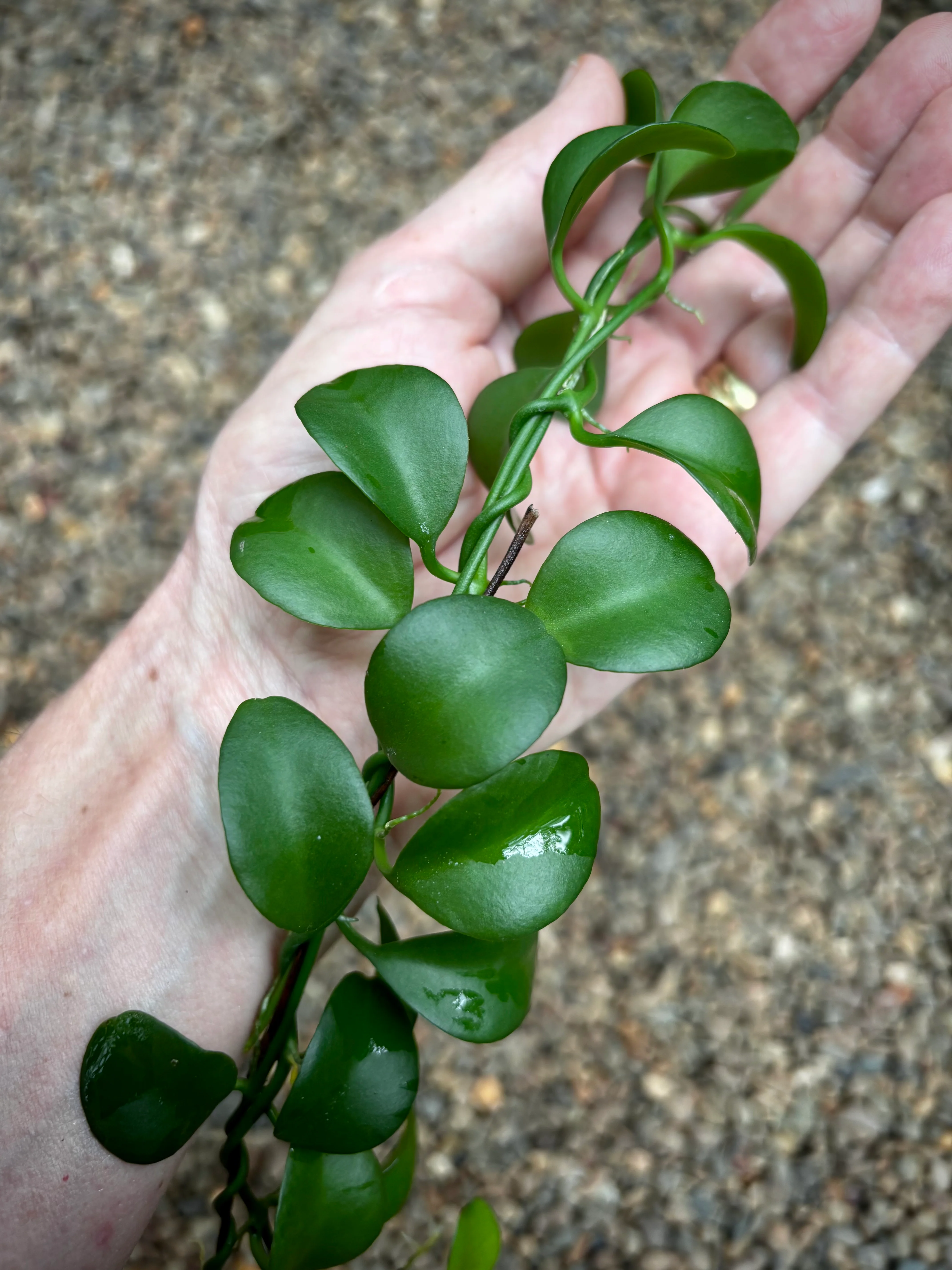 Dischidia sp. Geri D22 - Image 4