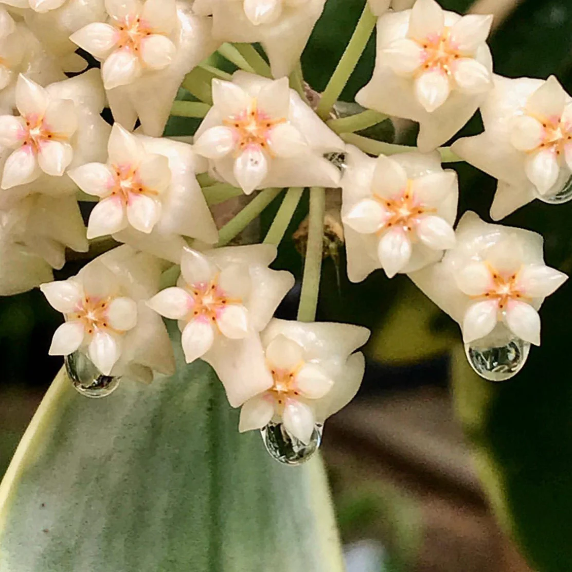 Hoya verticillata albomarginata IML 1625 H49 - Image 4