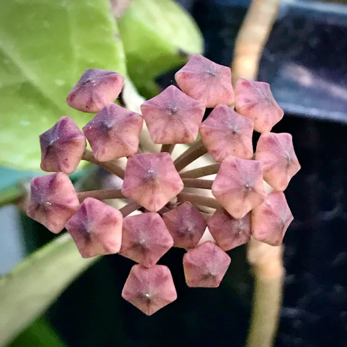 Hoya verticillata bronze H189 - Image 3
