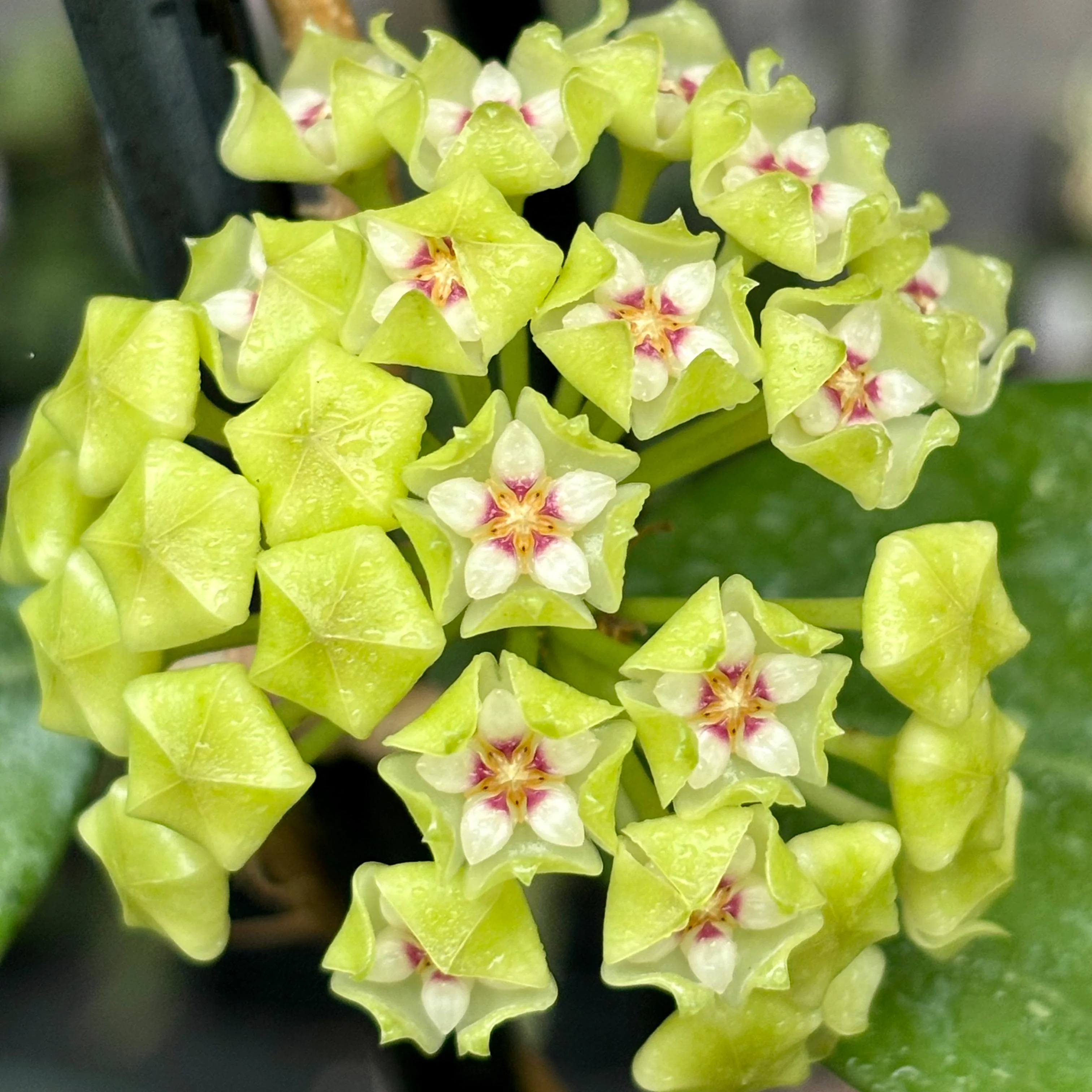 Hoya verticillata green H208 - Image 6