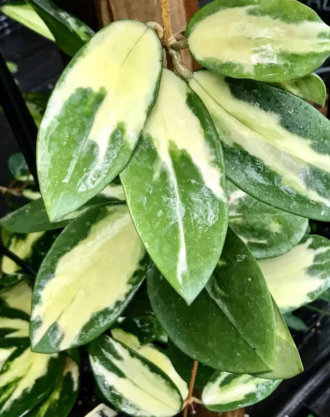 Hoya verticillata variegata IML 1578 H92 - Image 3