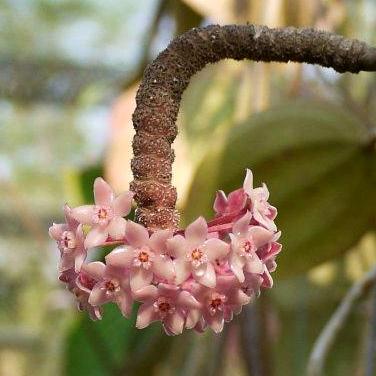 Hoya latifolia IML 1590 H116 - Image 2