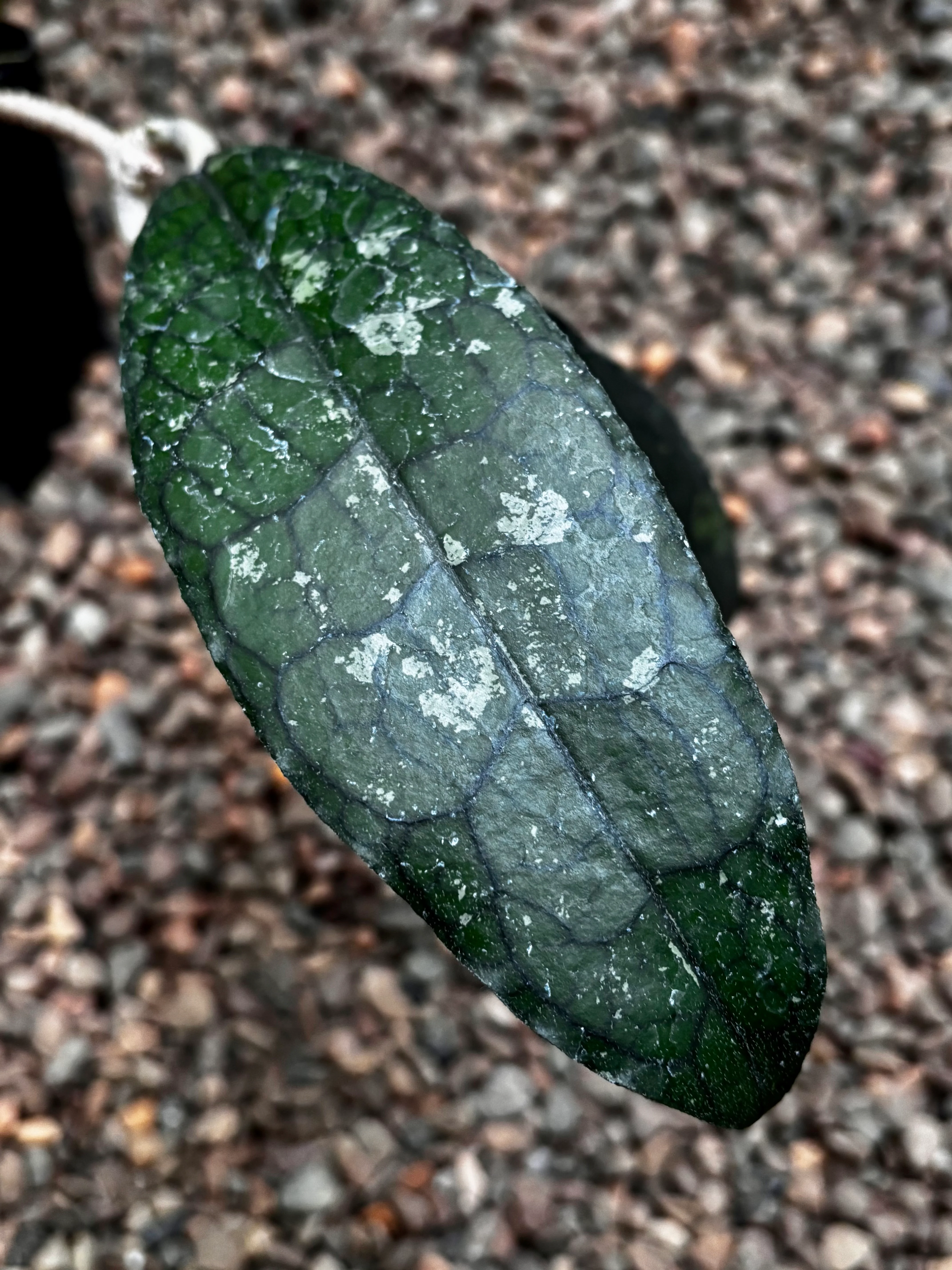 Hoya aff. clemensiorum H488 - Image 4