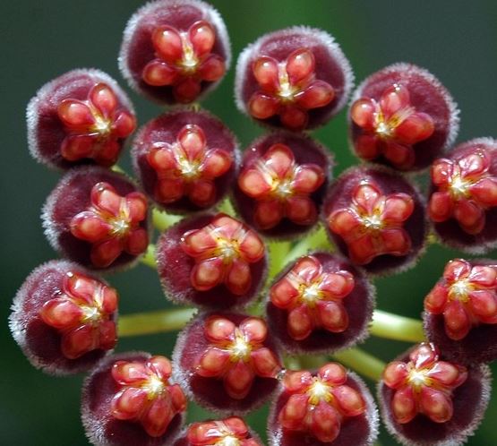 Hoya aff. pubifera IML 1282 H78 - Image 3