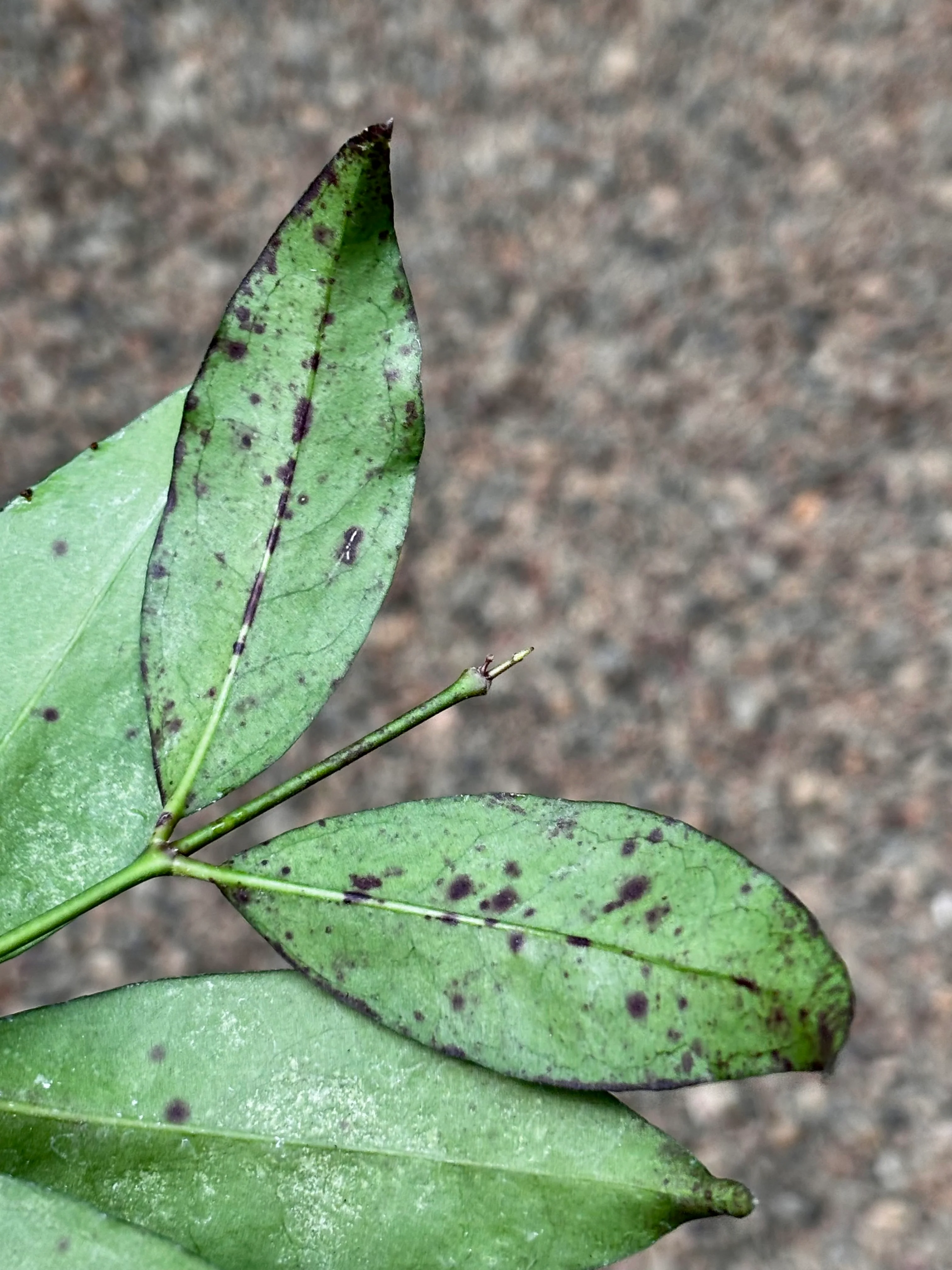 Hoya amicabilis H447 - Image 7