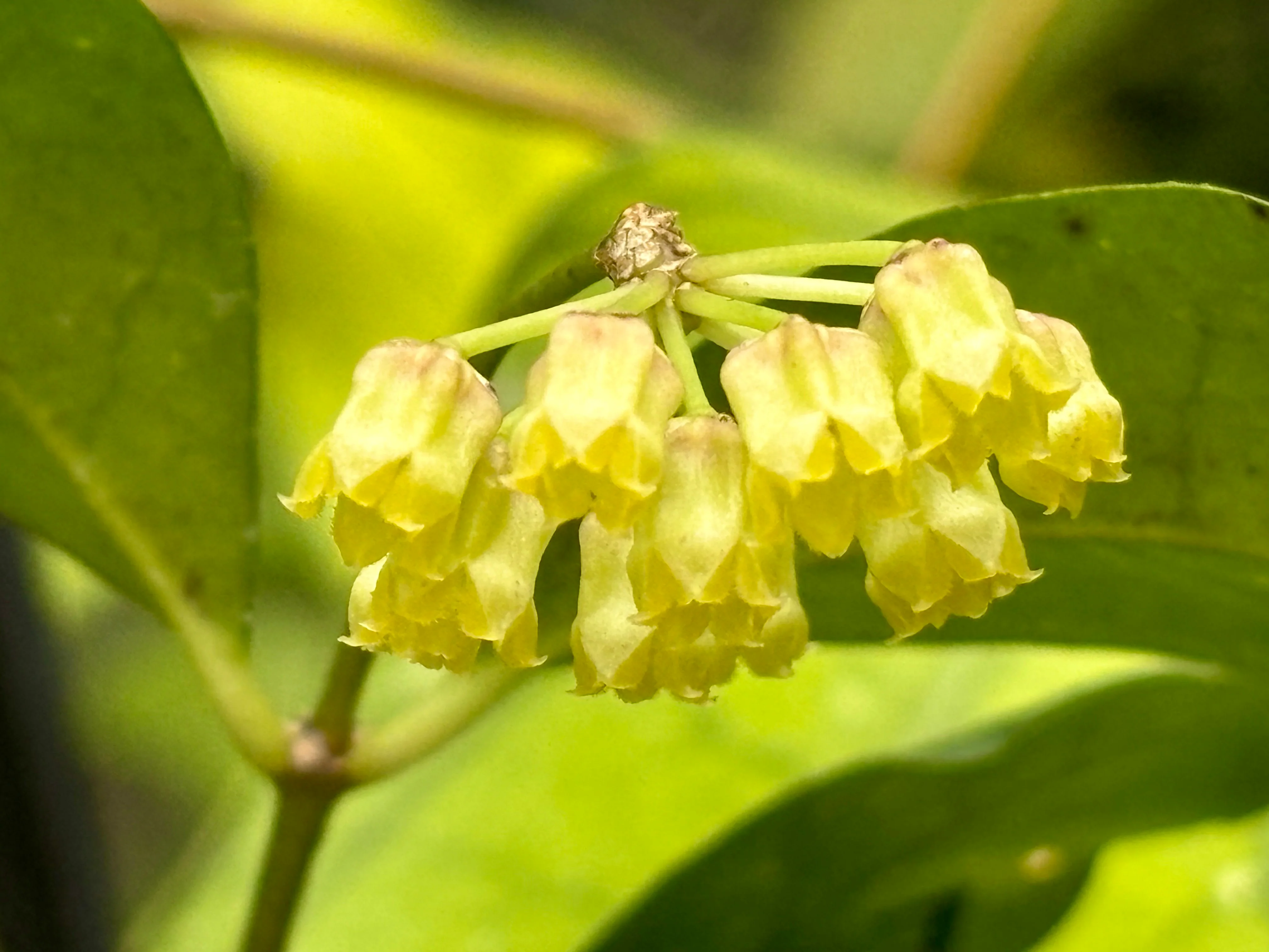Hoya amicabilis H447 - Image 8