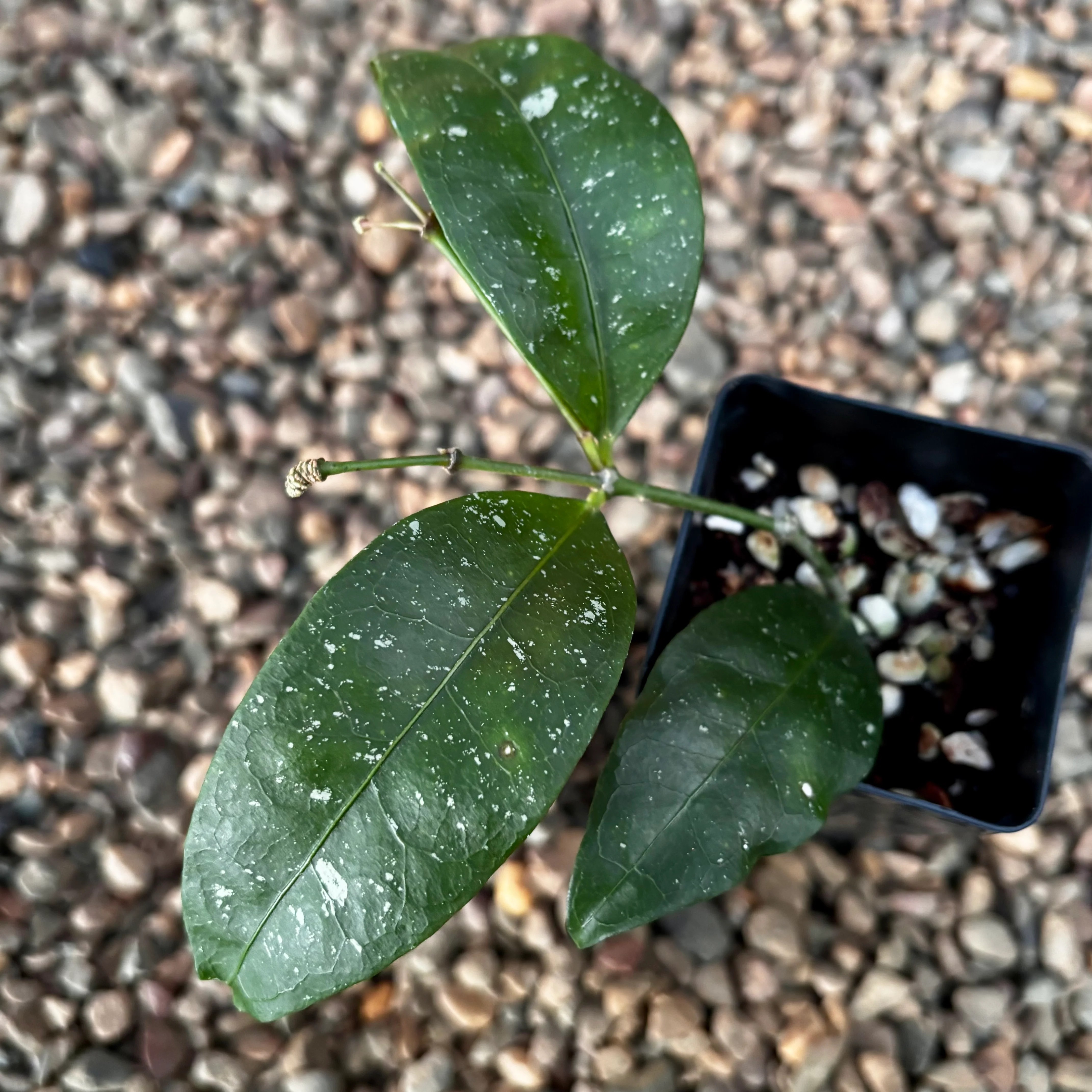 Hoya amicabilis H447 - Image 9