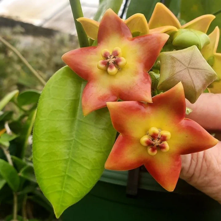 Hoya ariadna H321 - Image 3