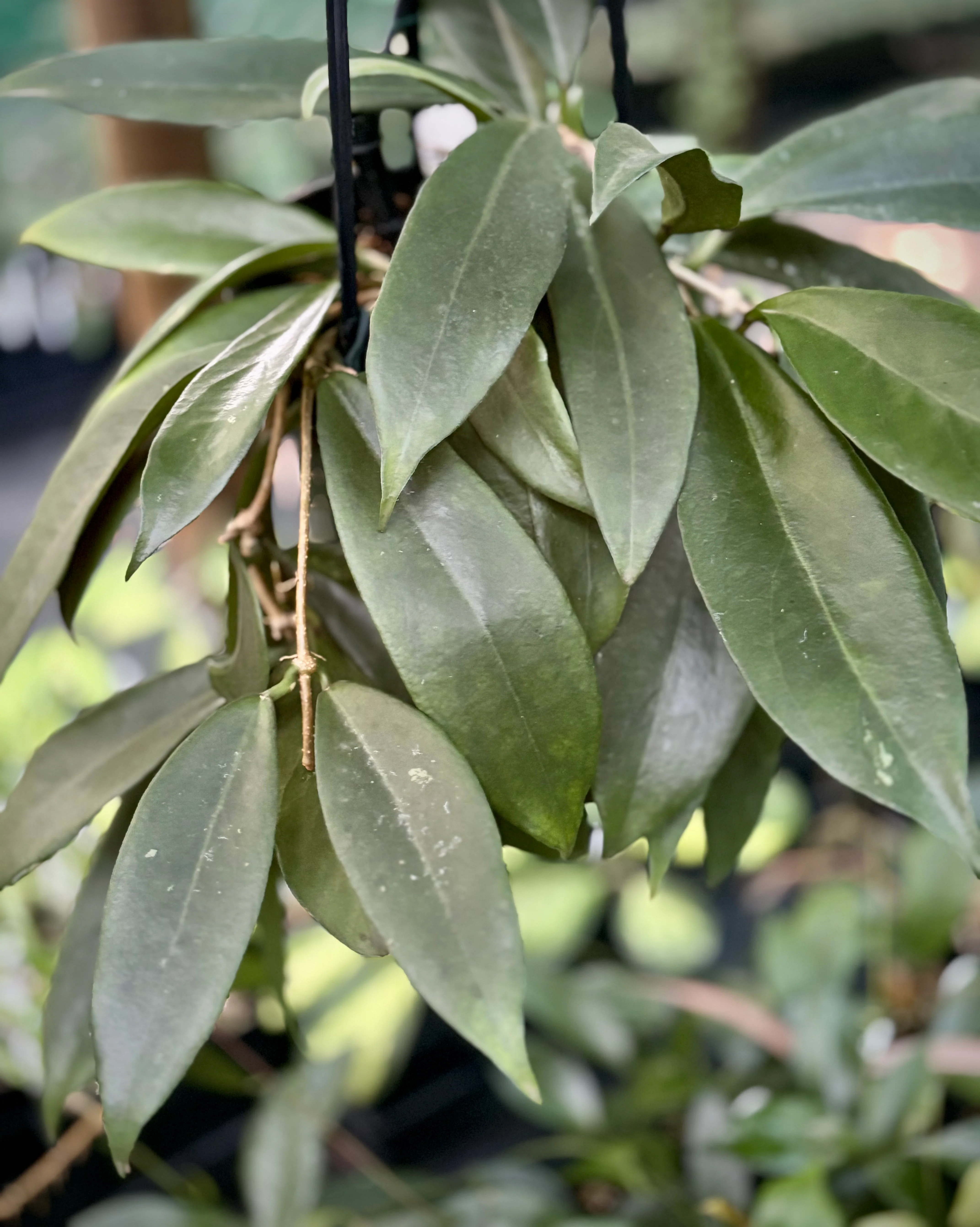 Hoya arnottiana H53 - Image 2