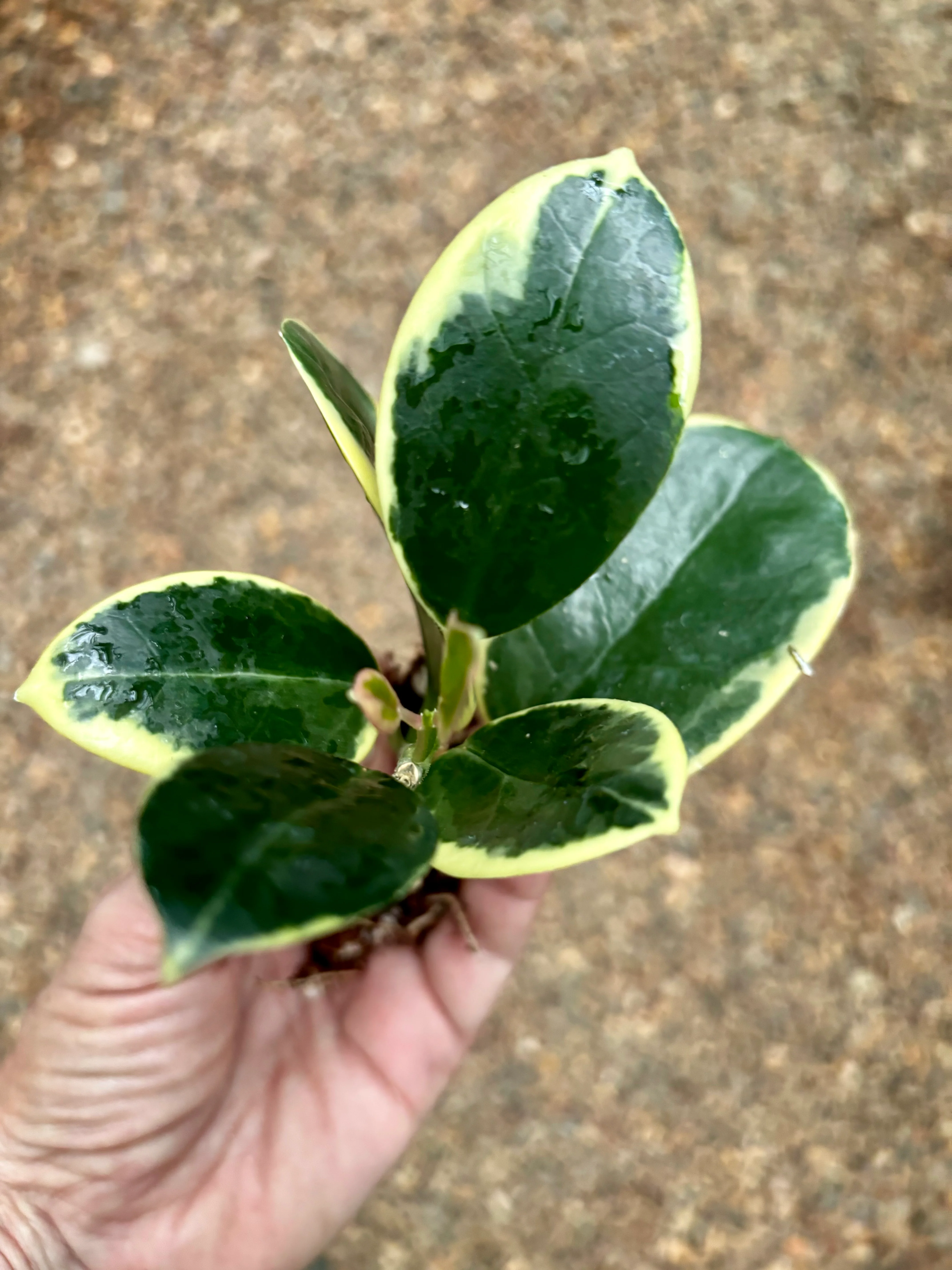 Hoya australis (albomarginata) H437 - Image 2