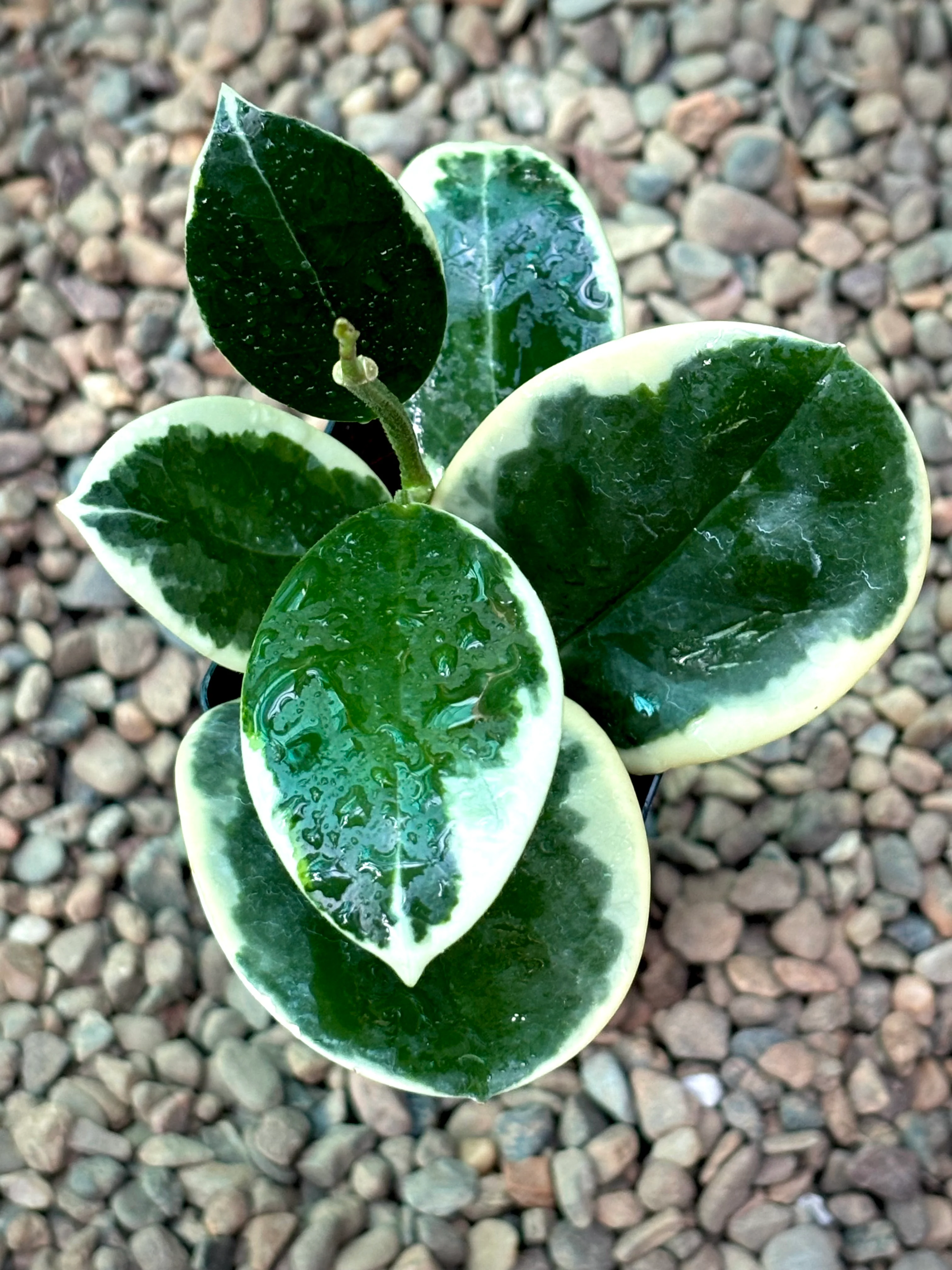 Hoya australis (albomarginata) H437 - Image 3