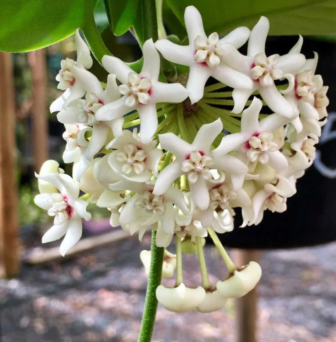 Hoya australis ssp. australis - round leaf H45 - Image 10