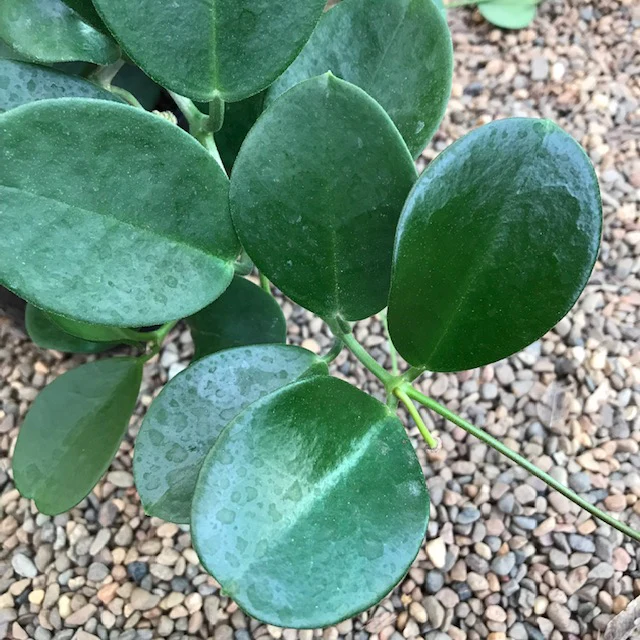Hoya australis ssp. australis - round leaf H45 - Image 3