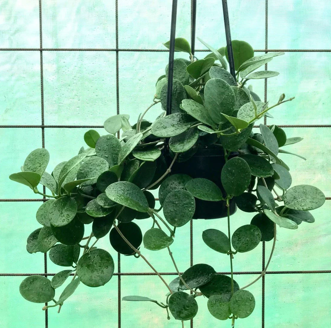 Hoya australis ssp. australis - round leaf H45 - Image 8