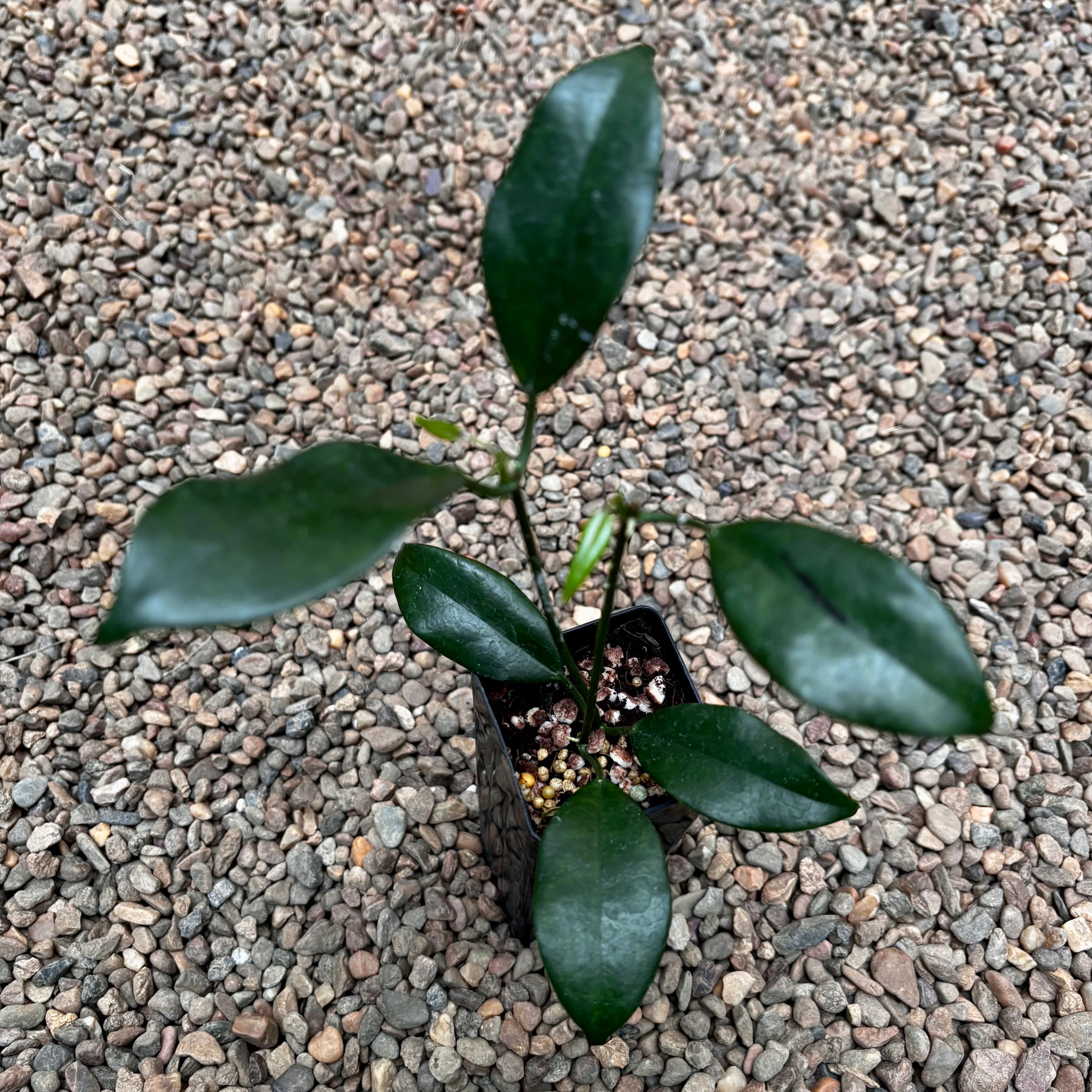 Hoya australis ssp. australis - thin leaf H271 - Image 8