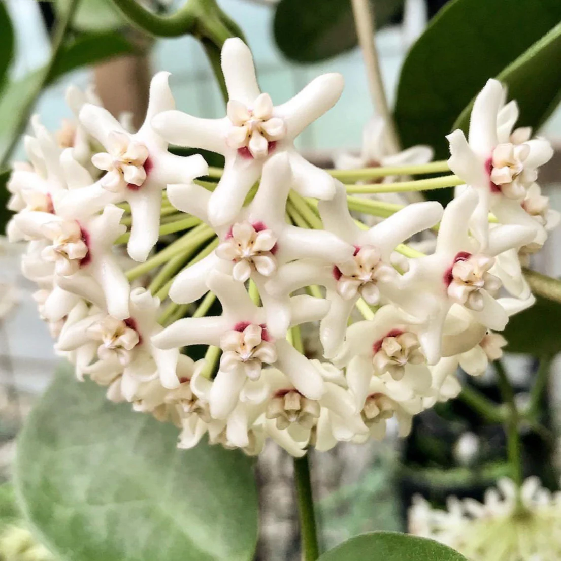 Hoya australis ssp. melanesica IML 0144 H274 - Image 5