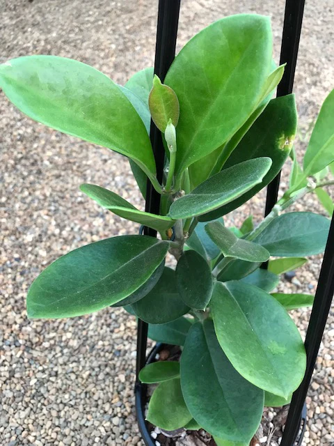 Hoya australis ssp. australis compacta H190 - Image 2