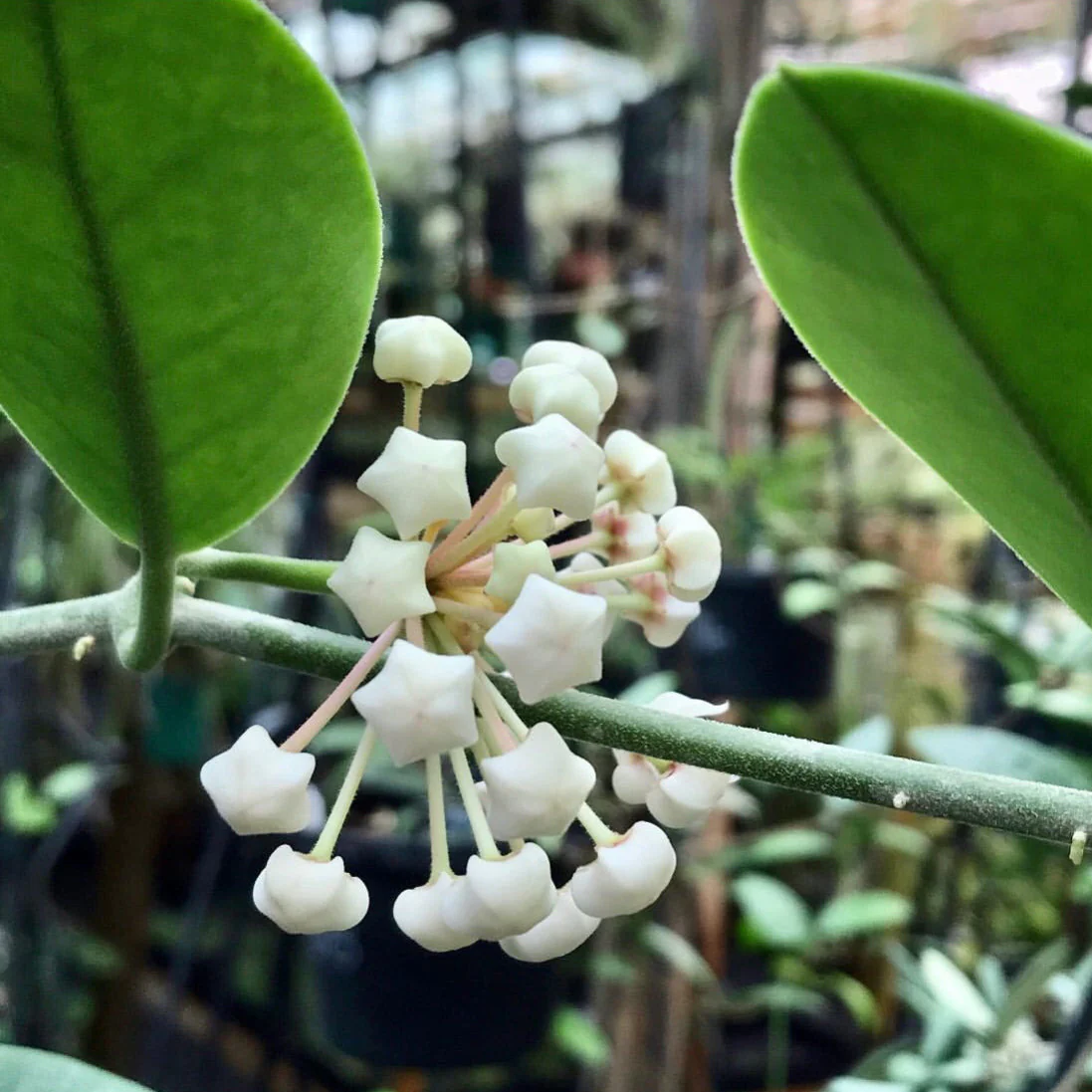 Hoya australis ssp. australis compacta H190 - Image 3