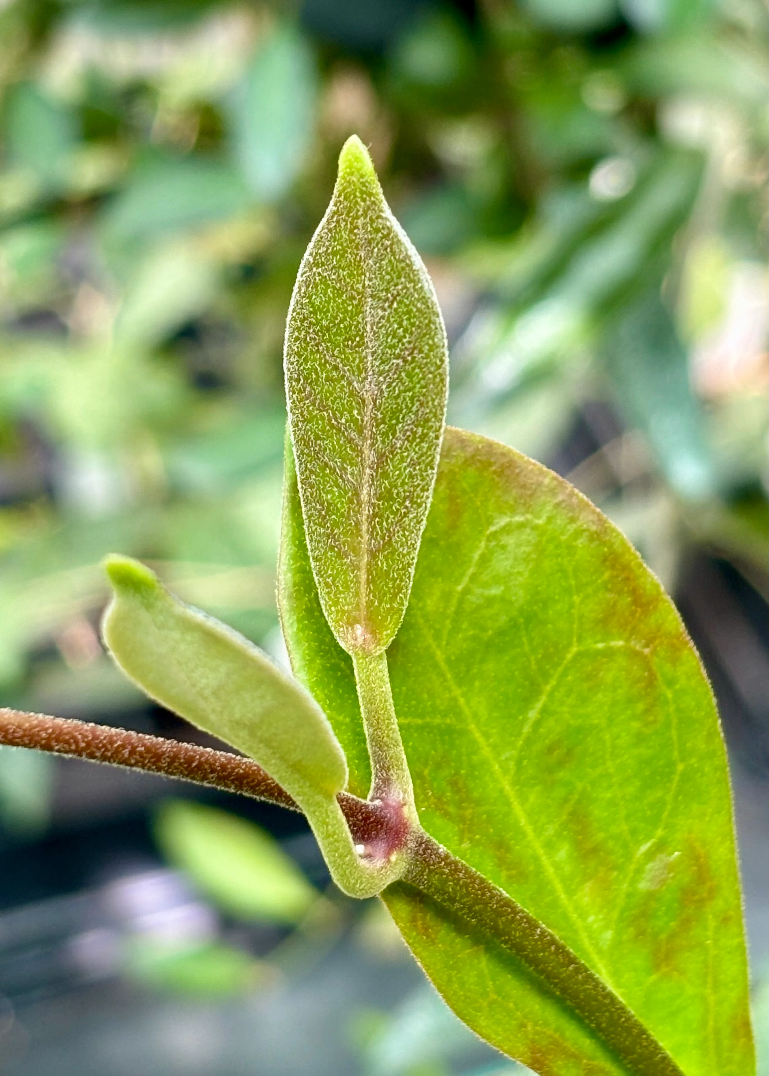 Hoya australis ssp. australis compacta H190 - Image 4