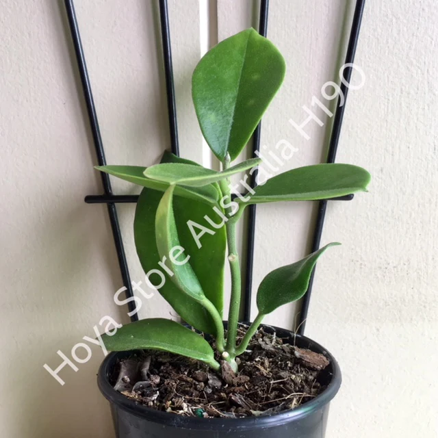Hoya australis ssp. australis compacta H190 - Image 6