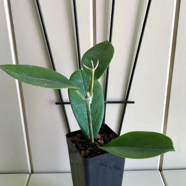 Hoya australis ssp. australis compacta H190 - Image 7