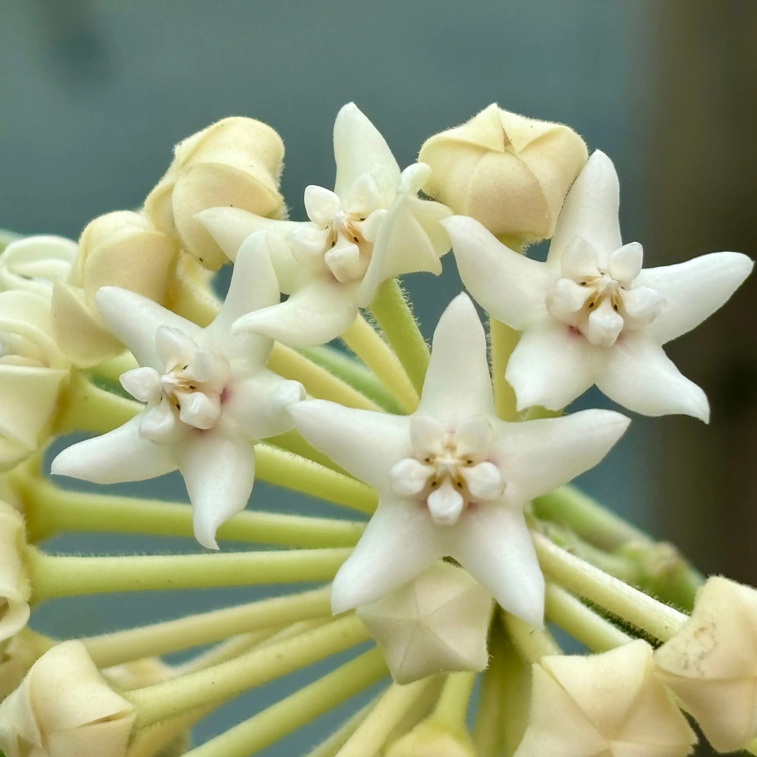 Hoya australis ssp. sanae IML 0171 H278 - Image 2