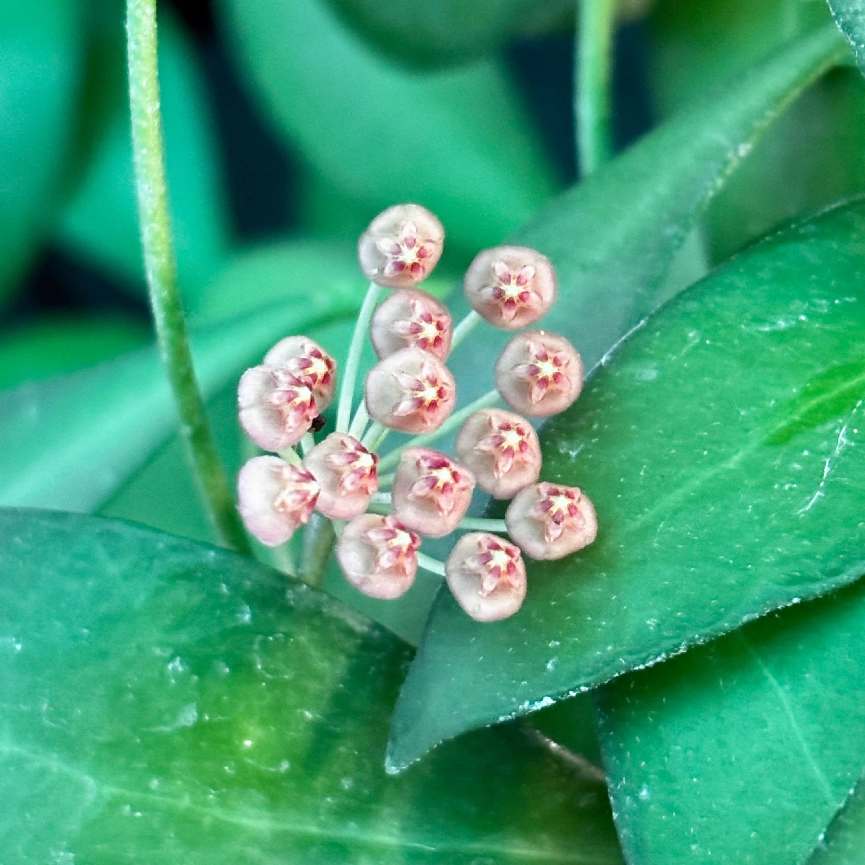 Hoya bilobata Philippines IML 0231 H322 - Image 4