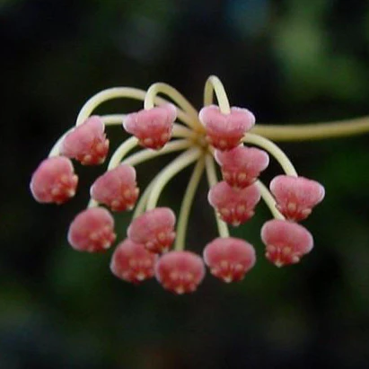 Hoya bilobata Philippines IML 0231 H322 - Image 6