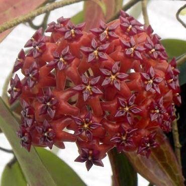 Hoya bordenii IML 0775 H140 - Image 3
