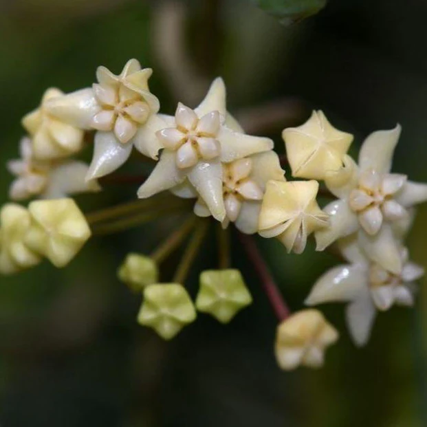 Hoya cagayanensis IML 1600 H279 - Image 4