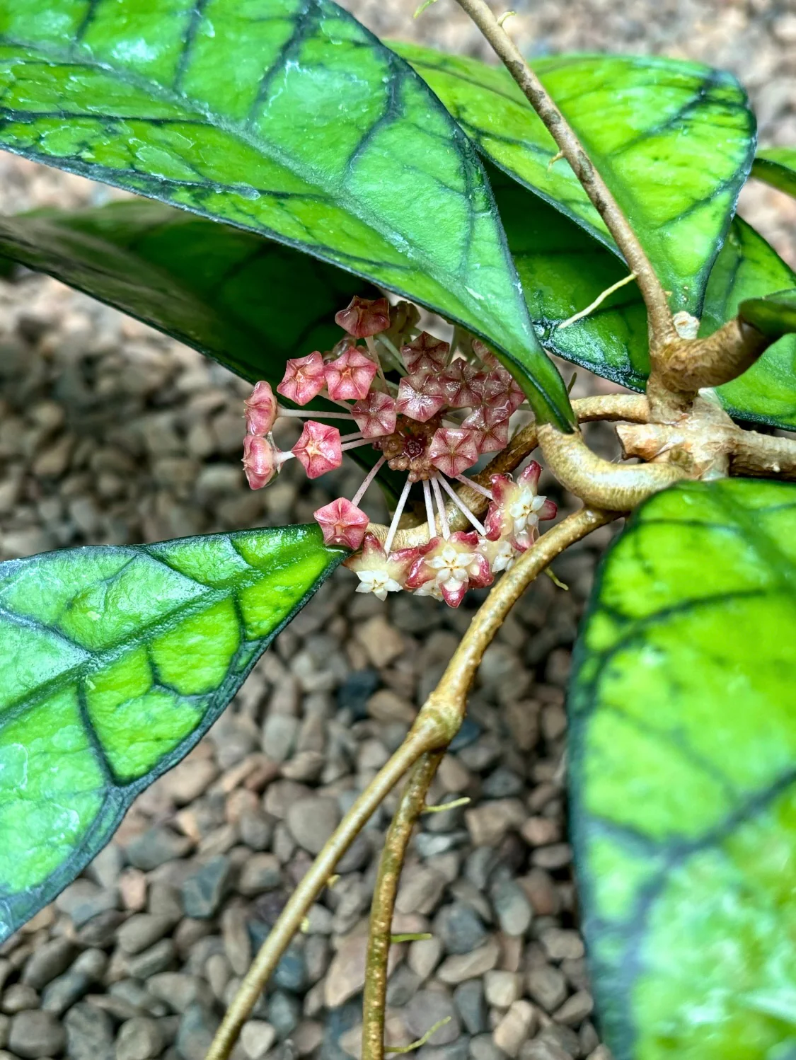 Hoya callistophylla Sabah IML 1762 H316 - Image 4