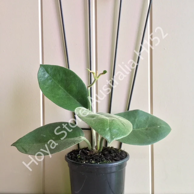 Hoya calycina H152 - Image 4