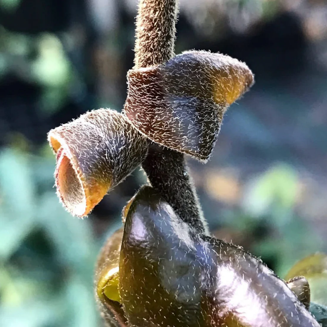 Hoya compacta Dwarf Rope H204 - Image 4