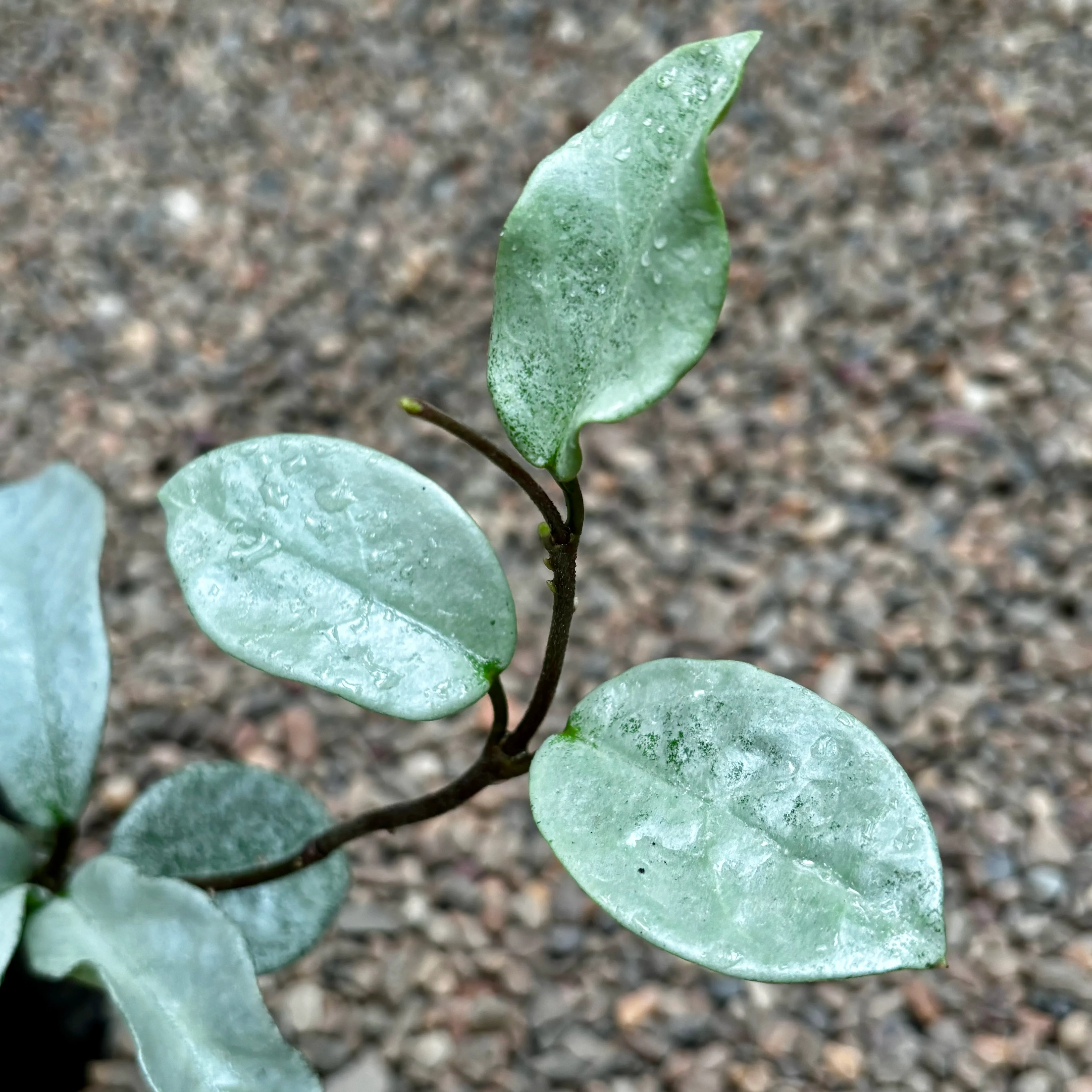 Hoya carnosa 'Nova Ghost' H479 - Image 3