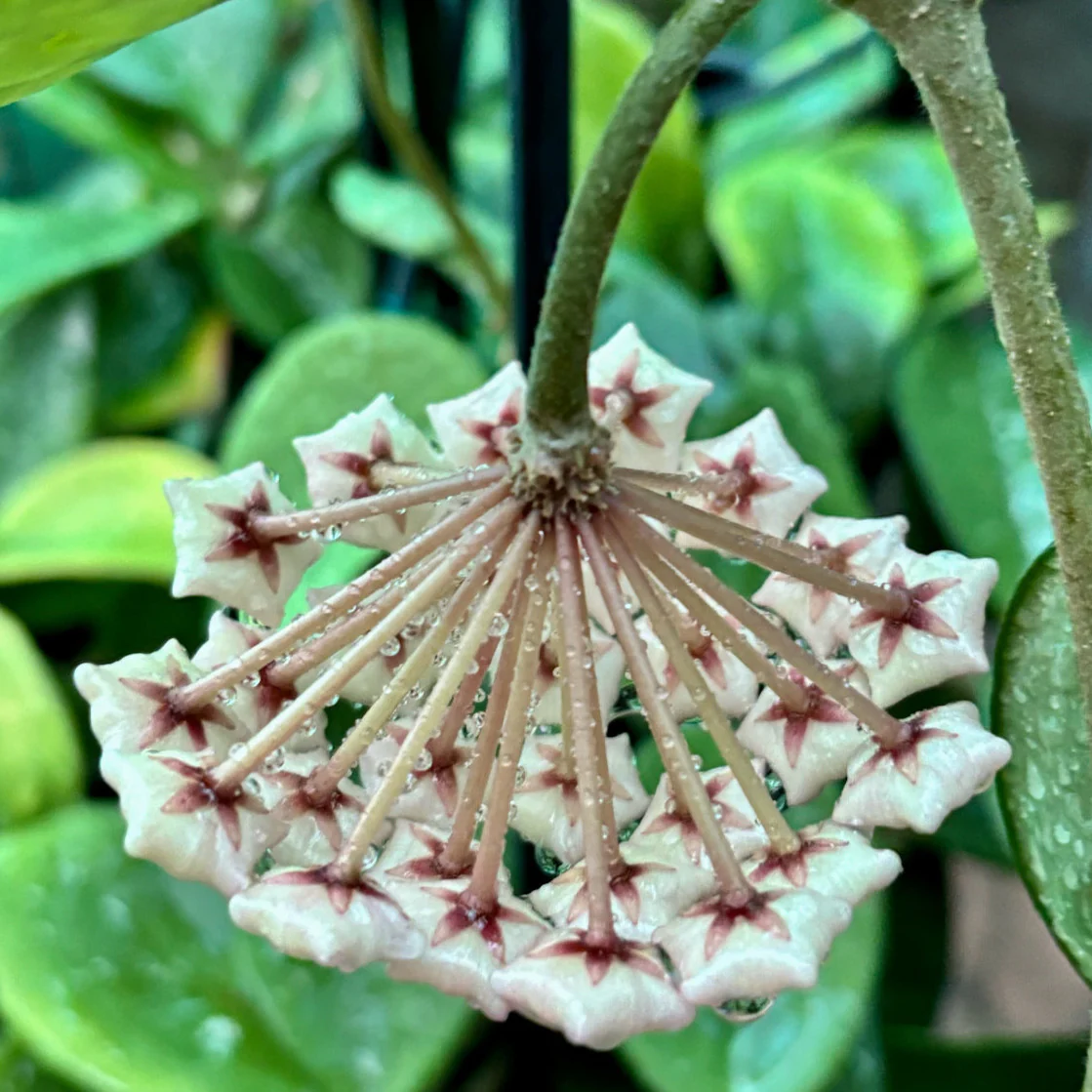 Hoya carnosa 'Snowball' H286 - Image 2