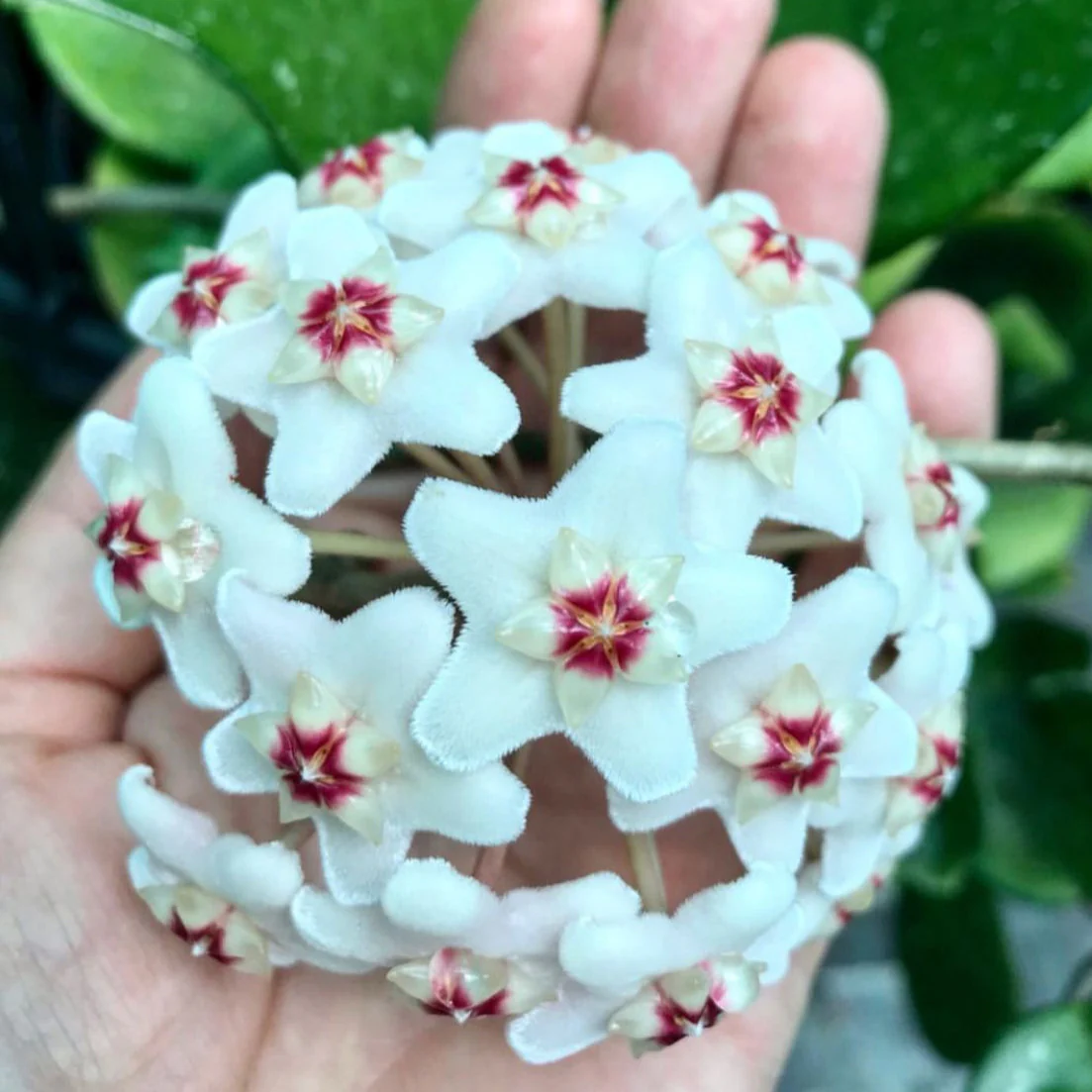 Hoya carnosa 'Snowball' H286 - Image 5