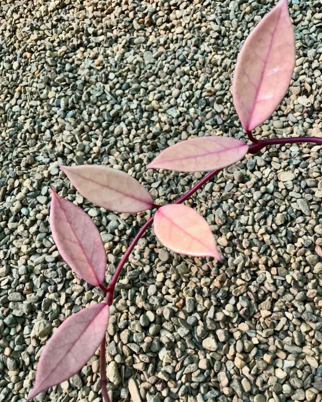 Hoya carnosa variegata 'Purple Pride' H216 - Image 10